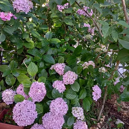 招待所 Il Castellare