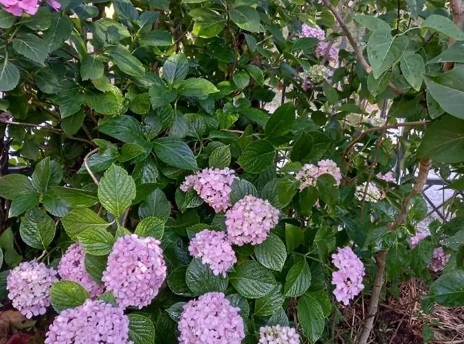 Maison d'hôtes Il Castellare